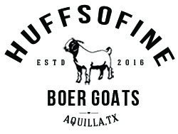 Huffsofine Boer Goats – Aquilla, TX